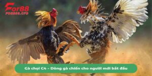 Gà Chọi C4 - Thông Tin Chi Tiết Về Dòng Gà Chiến 2024